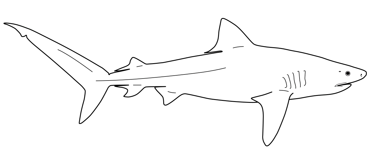 logo shark-profile